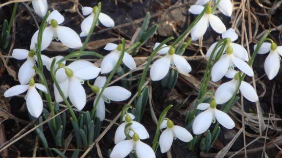 Ставропольцам напомнили о штрафах за незаконный сбор первоцветов