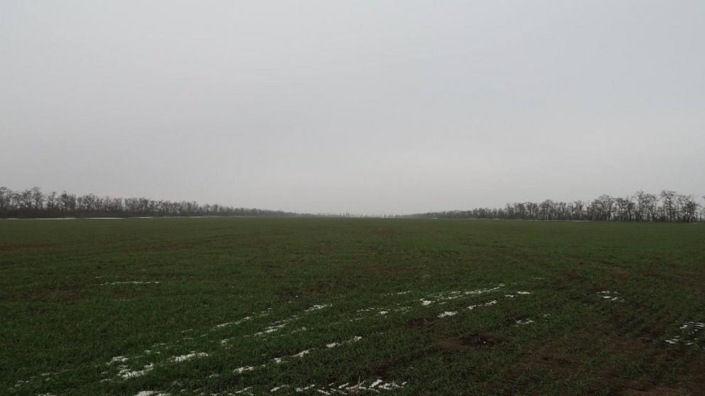 На Ставрополье оценили состояние озимого клина 