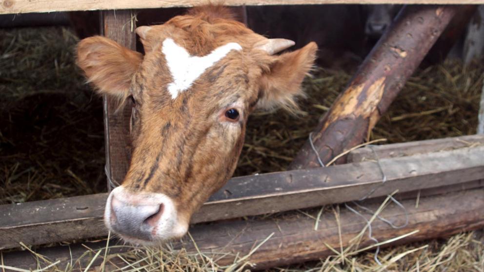 На Ставрополье житель села Гражданского благодаря соцконтракту развивает ЛПХ