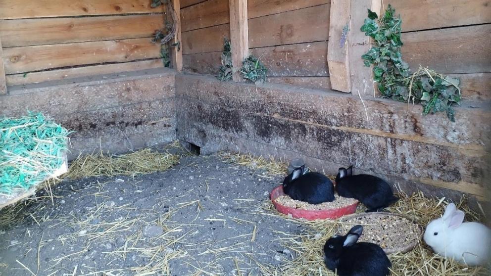 На Ставрополье начинается выборочное обследование Росстата в личных подсобных хозяйствах