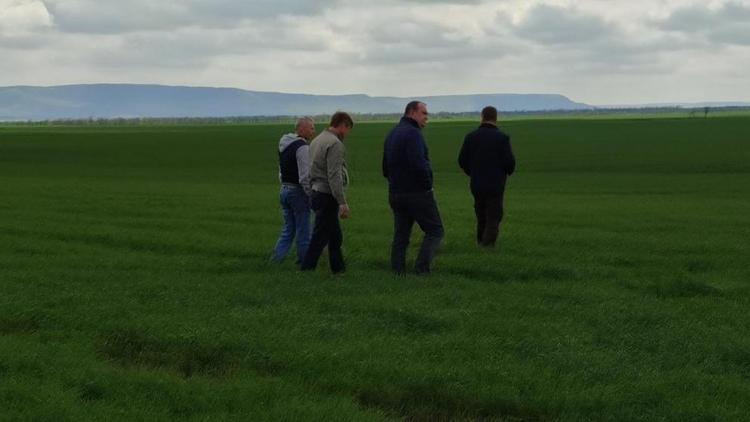 В Андроповском округе готовятся отразить нападения нестадных саранчовых