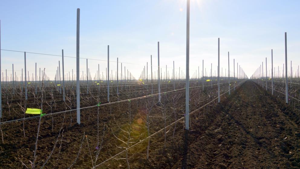 На Ставрополье аграрии заложили около 630 гектаров садов