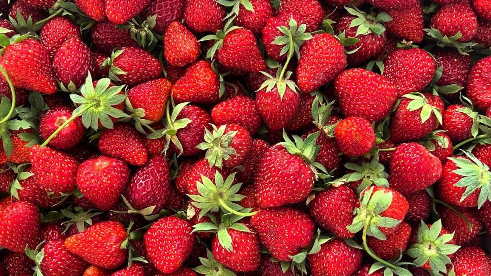 Губернатор Ставрополья поручил обеспечить инфраструктурой новый мультиягодный кластер