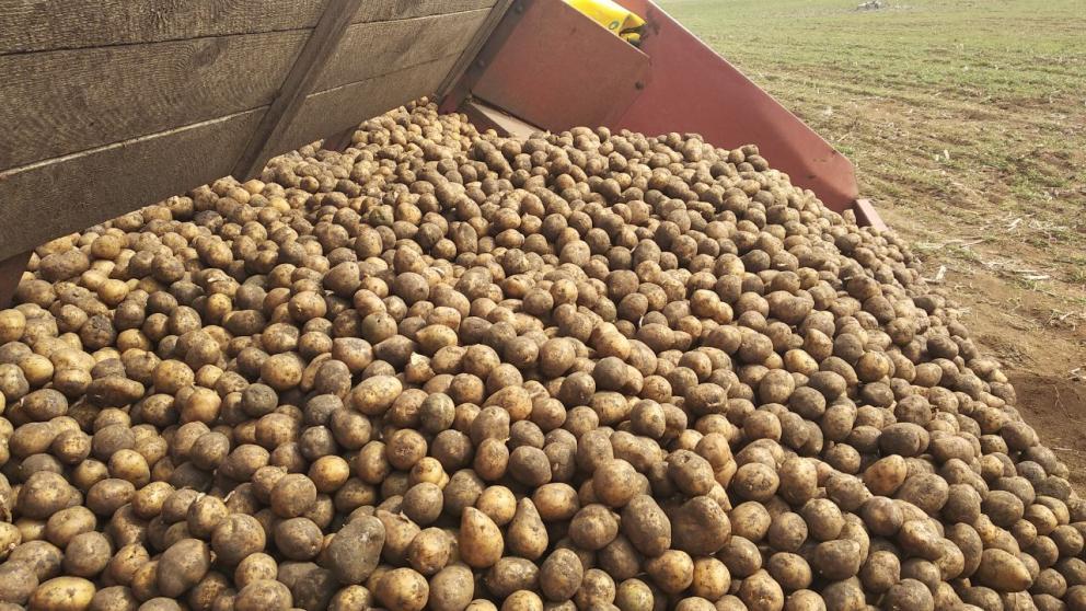 Аграрии Ставрополье собрали более 54 тысяч тонн овощей