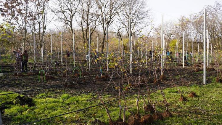 В станице Воровсколесской появился пришкольный яблоневый сад