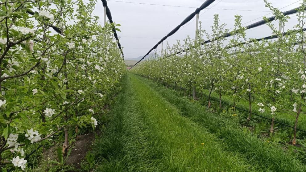 Благодаря господдержке садоводы Предгорного округа Ставрополья наращивают производство