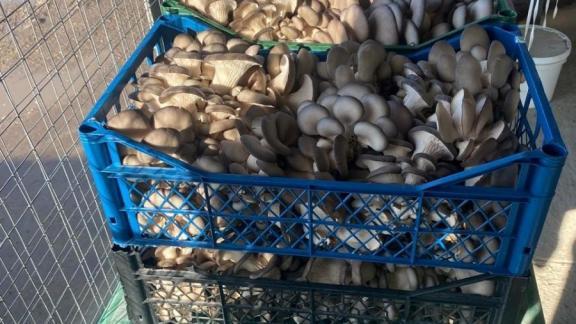 В Предгорном округе Ставрополья вырастили 15 тонн вешенок