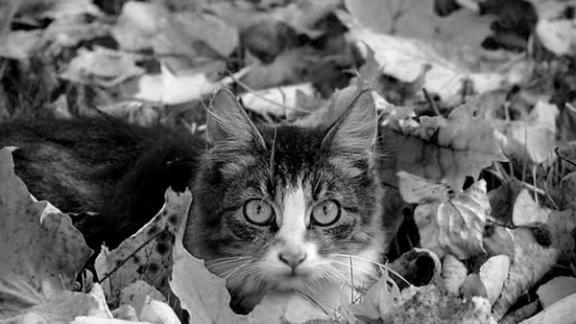 Осенний отблеск