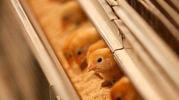 На развитие ставропольской птицефабрики направят более 1,5 млрд рублей