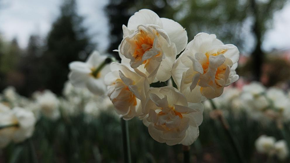 В 2020 году Ставрополь украшали более 600 тысяч цветов