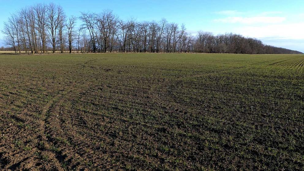 На Ставрополье озимые дали всходы на 2 миллионах гектаров