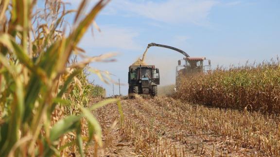 Урожай кукурузы в Предгорном округе Ставрополья вдвое больше прошлогоднего