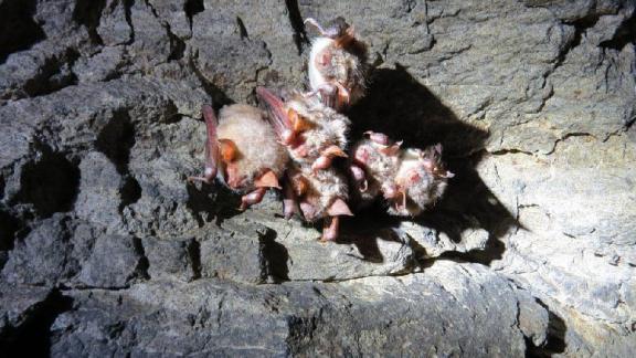 На Ставрополье отметили Международную ночь летучих мышей