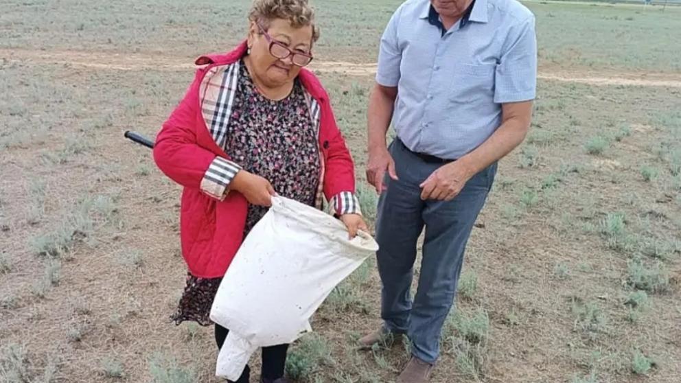 Ставрополье и Калмыкия провели совместные обследования сельхозугодий по выявлению саранчи