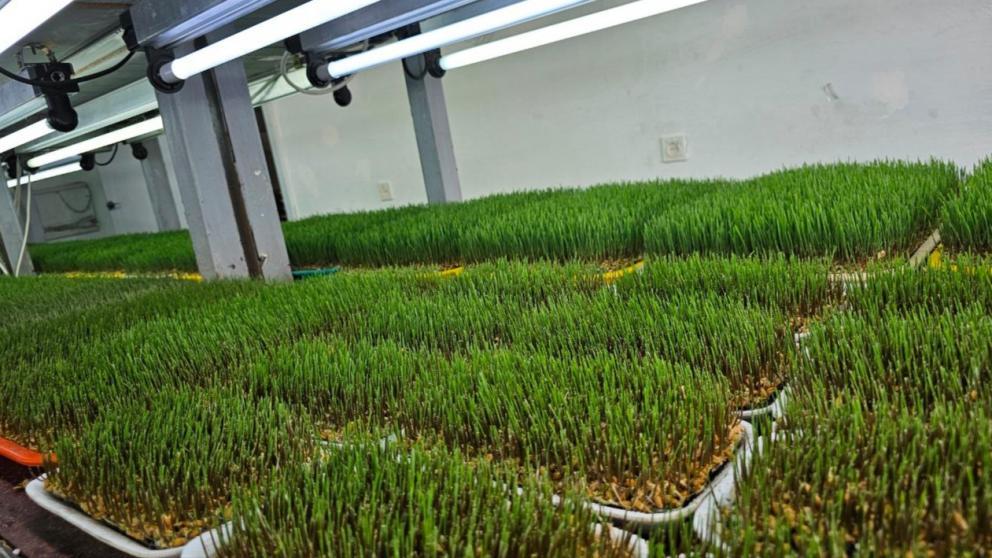 Энтомофаги повышают урожай огурцов в тепличном хозяйстве Предгорного округа