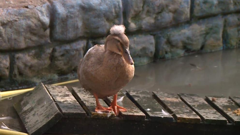 В ставропольском зоопарке наблюдается необычное поведение животных