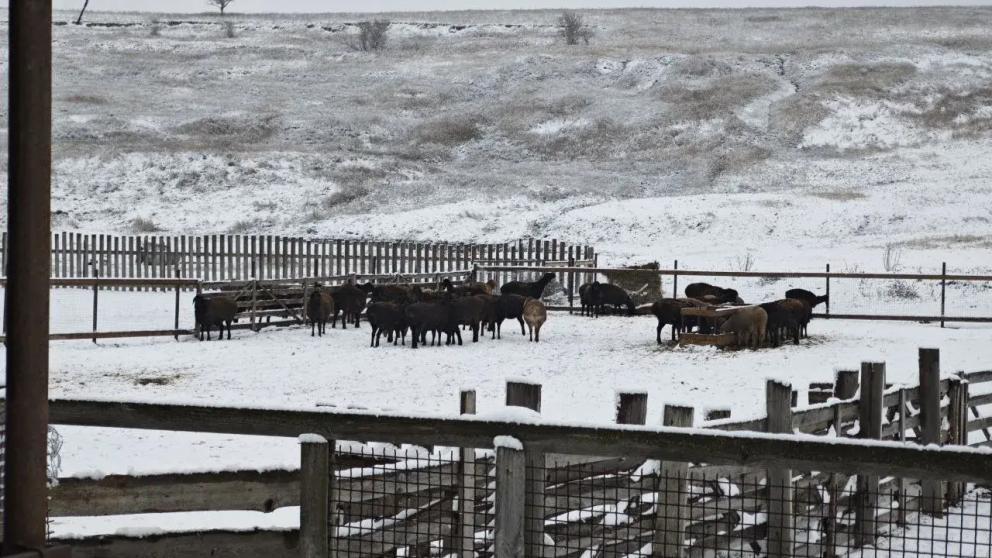 Аграрии Ставрополья заготовили корма для успешной зимовки животных