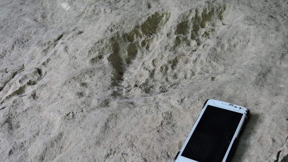 Дорогу к следам динозавров могут включить в туристический маршрут Кисловодска