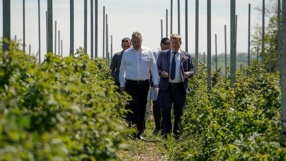 Мультиягодный кластер могут создать на Ставрополье