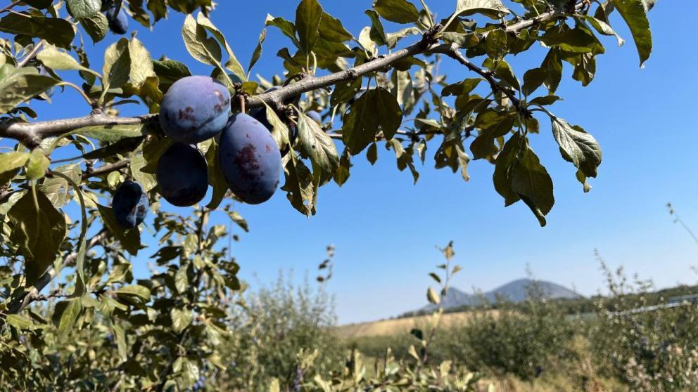 В Предгорном округе Ставрополья стартует сезон сбора ранней сливы
