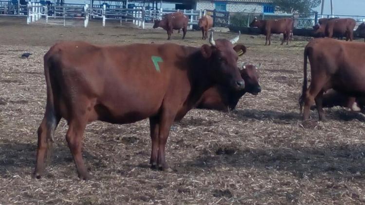 В Ипатовском округе на 400 голов выросло поголовье крупного рогатого скота