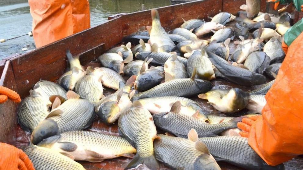 На Ставрополье продолжается активный вылов товарной рыбы