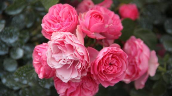 Пик цветения роз наступил в Ставропольском ботаническом саду