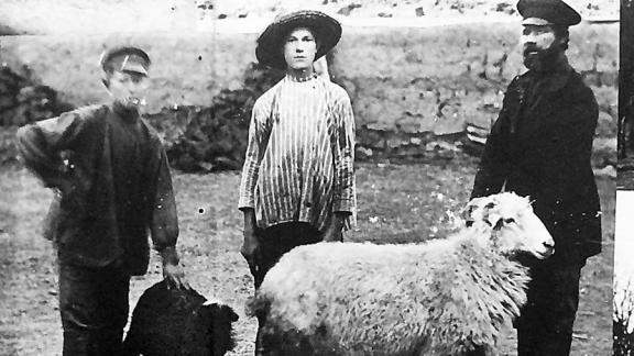 История тонкорунного овцеводства в Ставропольском крае