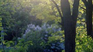 Чтобы спасти ставропольские леса, нужна экологическая доктрина