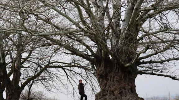 Ставропольский тополь претендует на титул «Российское дерево»