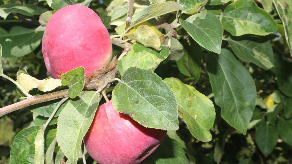 В Кочубеевском округе садоводческое хозяйство на треть увеличит площадь плантаций