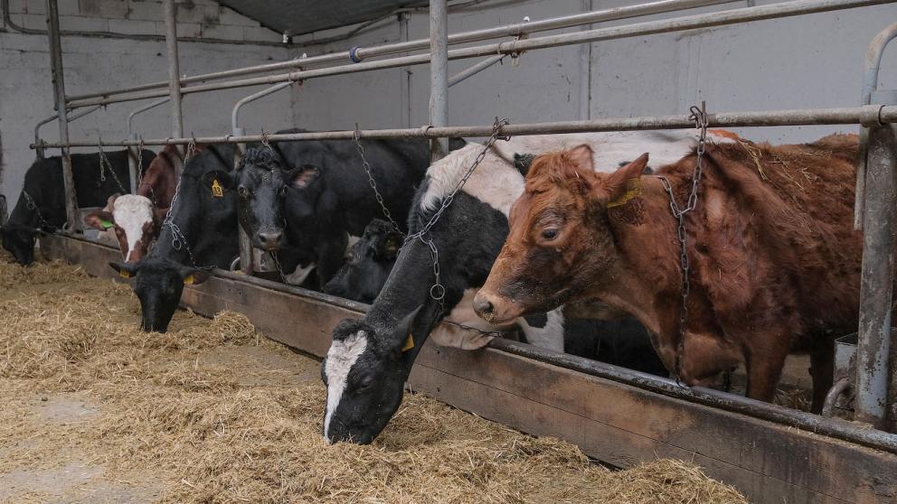 Аграрии Ставрополья произвели продукции более чем на 310 миллиардов рублей