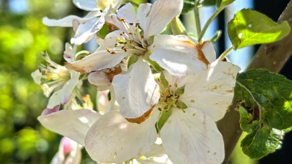 Цветущие яблони радуют садоводов Георгиевского округа Ставрополья 