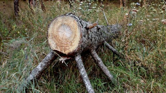 Как спасти кисловодские городские леса?