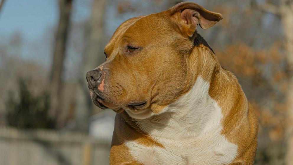 Жительница КМВ отдала мошеннице 62 тысячи рублей за выдуманного щенка