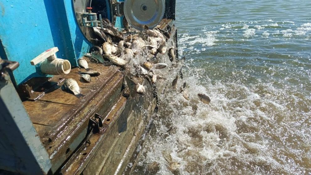 Последнюю партию рыбы выпустили в городское озеро Ессентуков