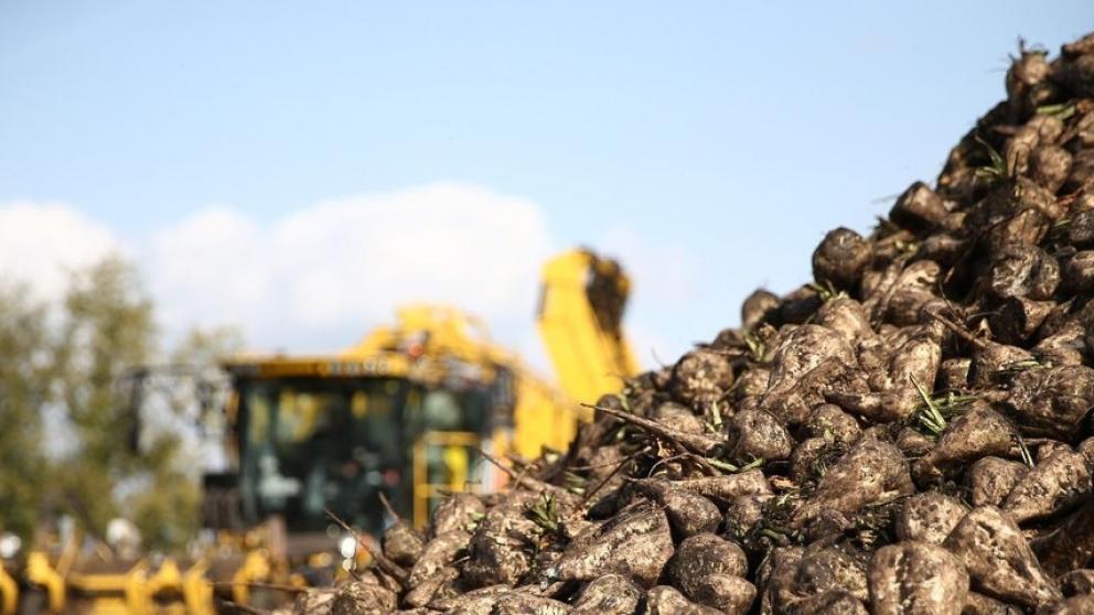 Аграрии Ставрополья собрали 1,8 млн тонн сахарной свёклы