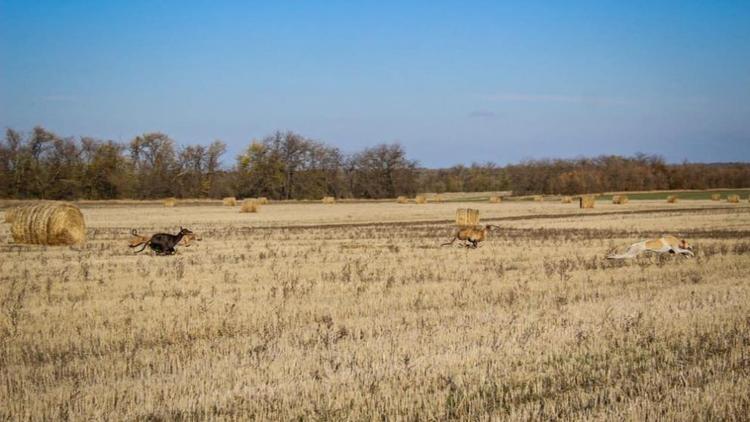 На Старополье завершились соревнования собак породы грейхаунд по зайцу-рысаку