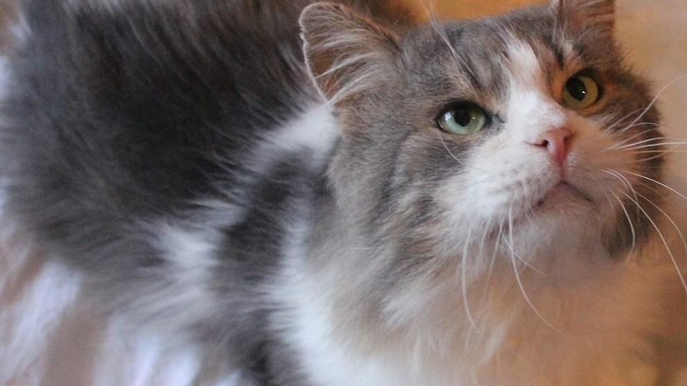 В Ставрополе ищут дом двум котам