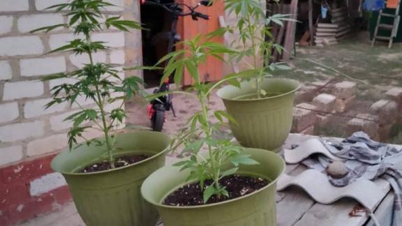 Жителя села Дивного уличили в выращивании конопли