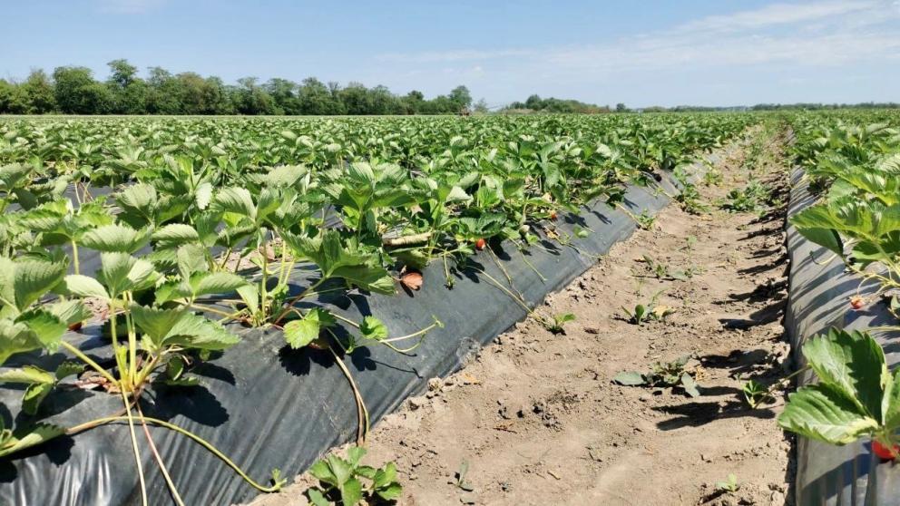 В Кировском округе поддержат производителя плодовой продукции