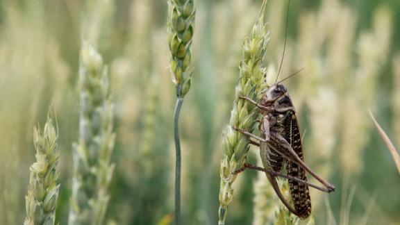 Мароккская саранча появилась в Ставропольском крае