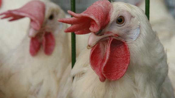 На работы по строительству и реконструкции инвестпроектов в сфере птицеводства выделено 3,5 млрд рублей