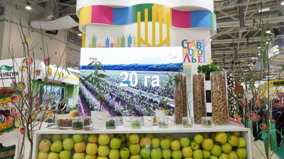 Ставрополье на «Золотой осени» завоевало 6 золотых медалей