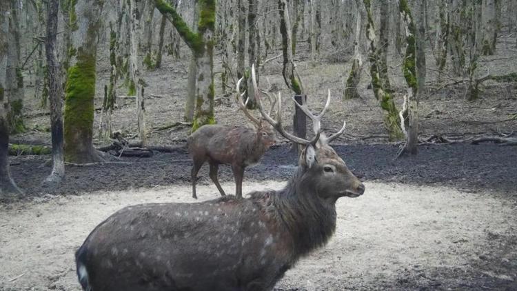 В фотоловушку заказника «Александровский» «угодили» пятнистые олени