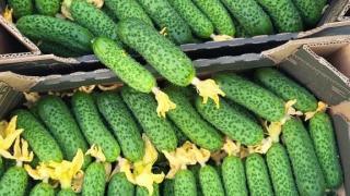 В Предгорном округе стартовал новый сезон выращивания огурцов