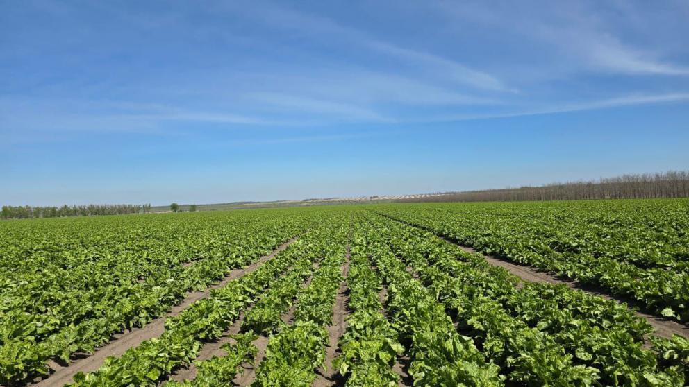 В Ипатовском округе Ставрополья осваивают производство семян сахарной свёклы 
