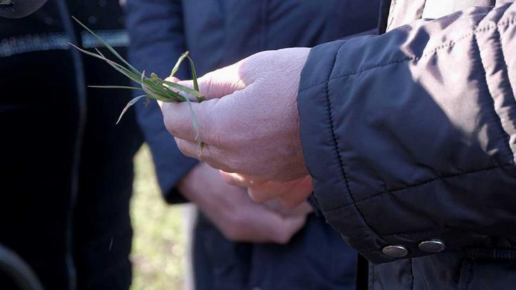 Все семена взошли в Кочубеевском округе