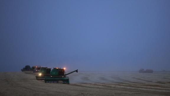 В ООО «Хлебороб» Петровского района обмолочена половина площадей пшеницы