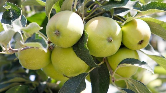 Медиадесант побывал в Курском районе на завершении уборочной кампании